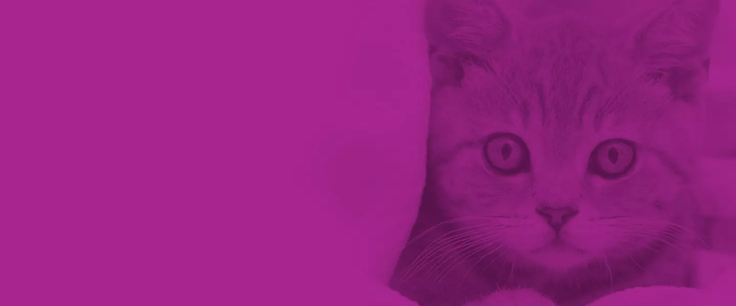 WHISKAS® Kat Institute of Technology