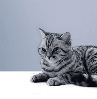 Внешние паразиты у кошек