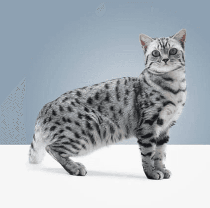 Можно ли вылечить аллергию на кошек?