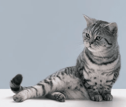Игрушки для кошек