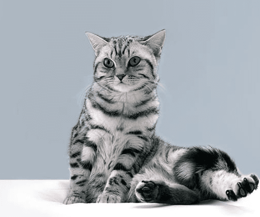 Нужны ли кошкам физические упражнения?