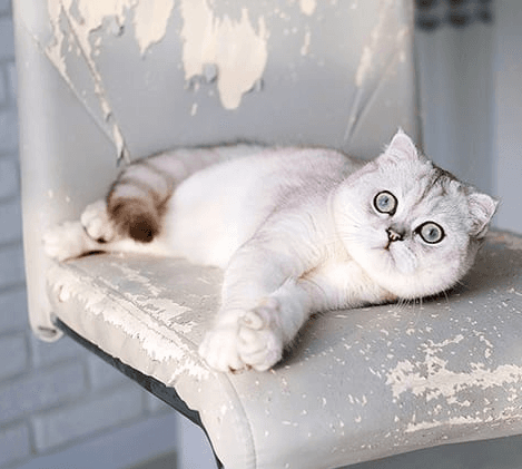 Как отучить кота драть обои и мебель?