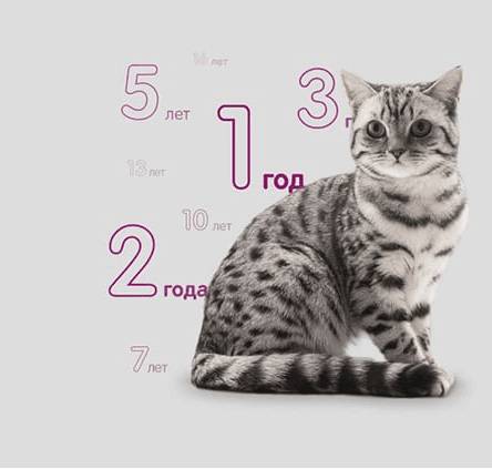 Сравнительный возраст кошки и человека