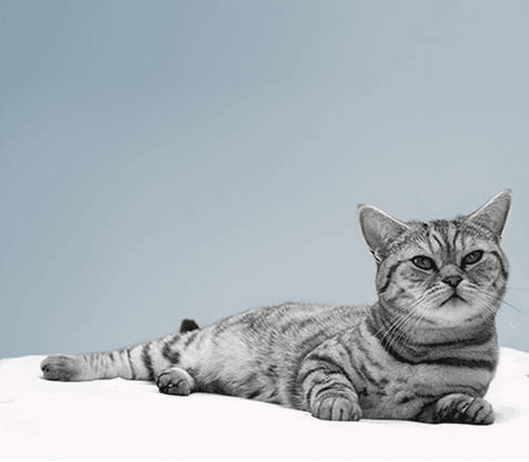 Обоняние у кошек