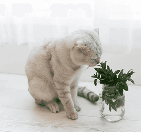 Как действует кошачья мята на кошек?