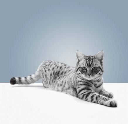 Обезвоживание у кошки