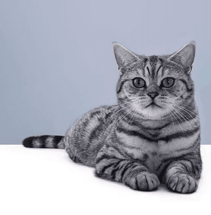 Как чистить уши котенку