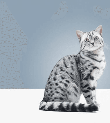 Можно ли кошкам давать молоко?