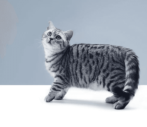 Поведение зрелых кошек