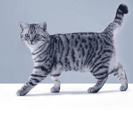 Почему кошка плохо пахнет?