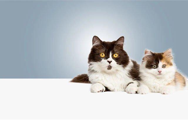 Шотландская длинношерстная кошка