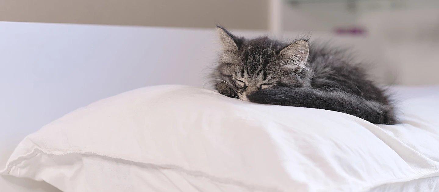 Whiskas brand imagery