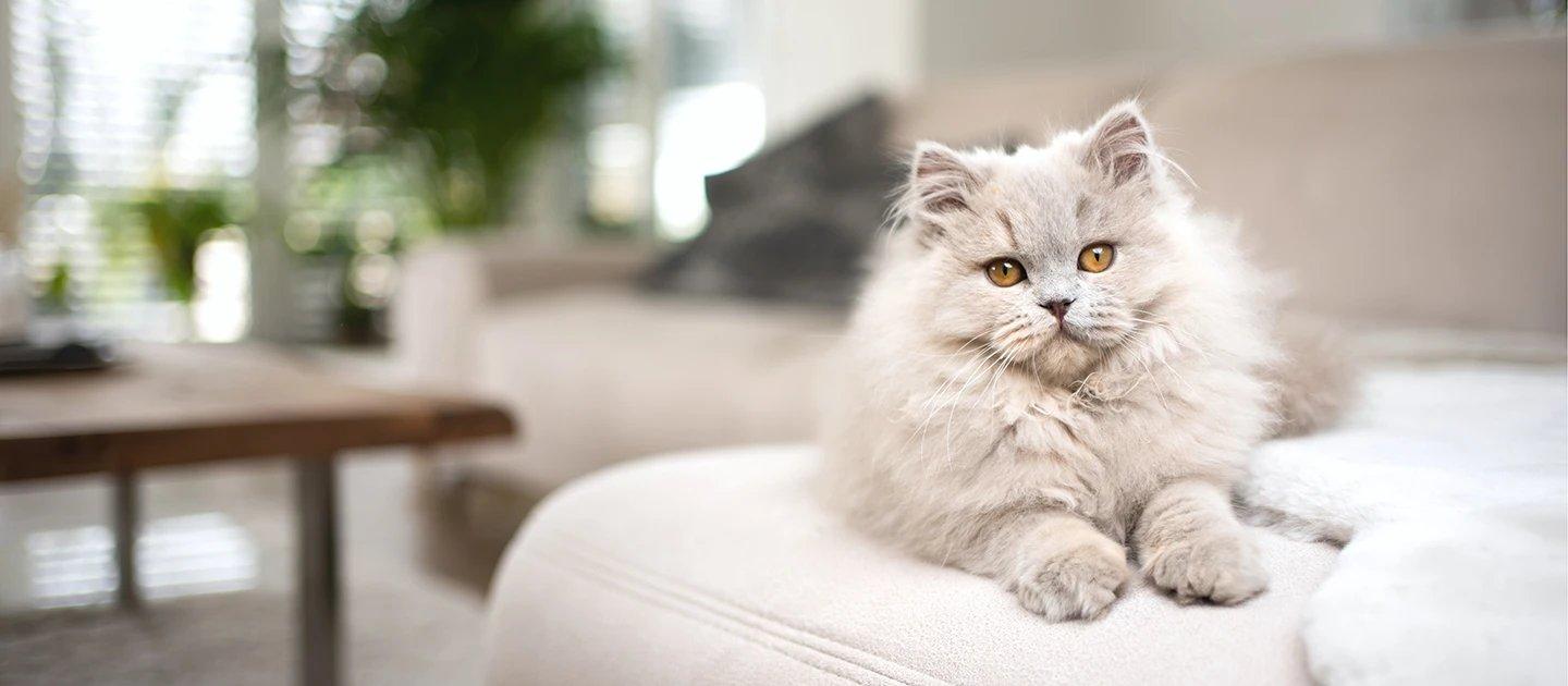 Whiskas brand imagery