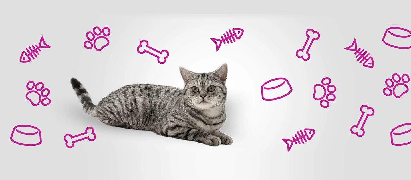 Whiskas brand imagery