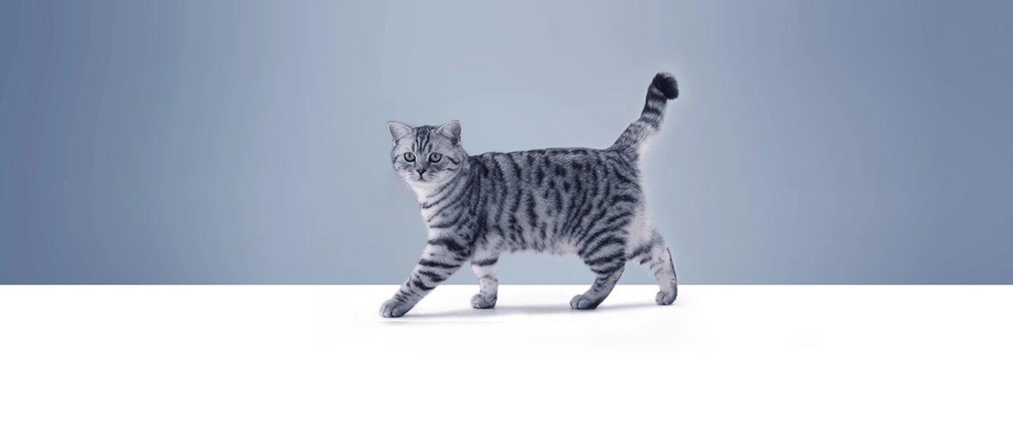 Whiskas brand imagery