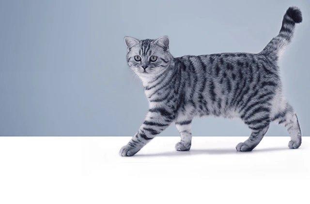 Whiskas brand imagery