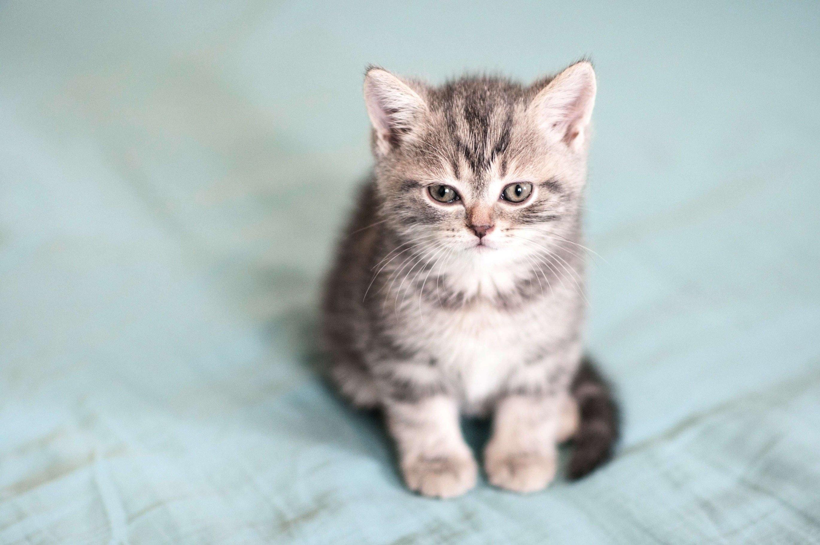 Жидкий стул у котенка