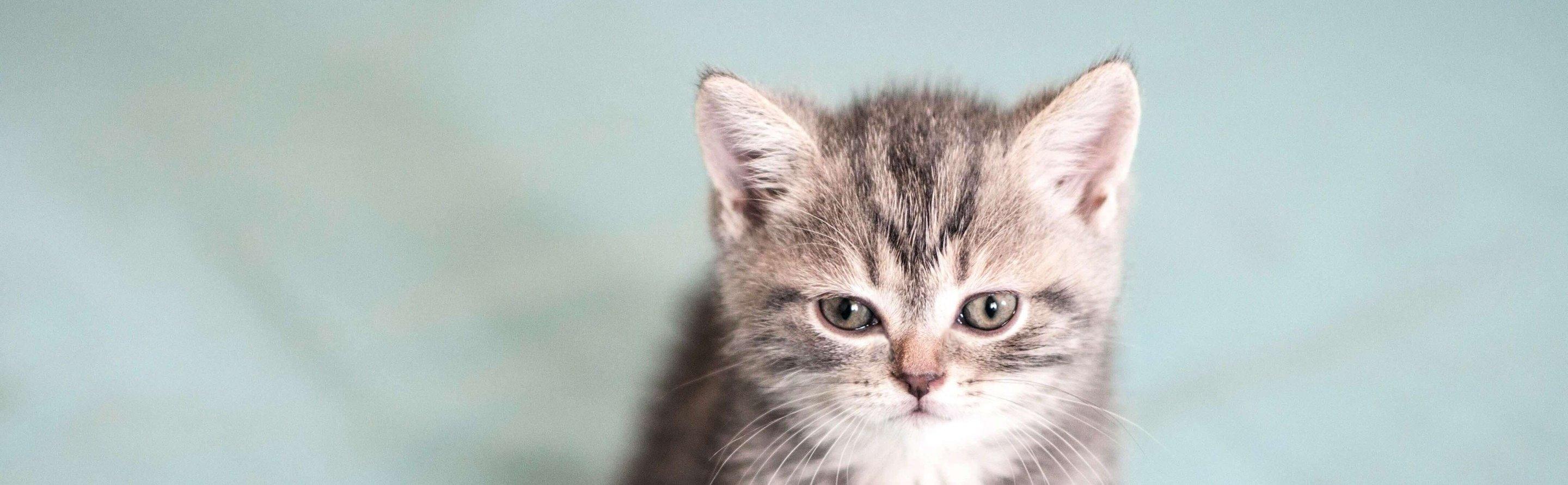 Whiskas brand imagery