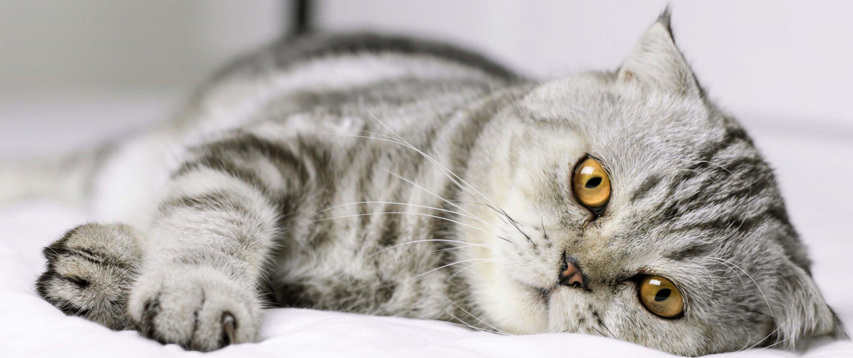 Whiskas brand imagery