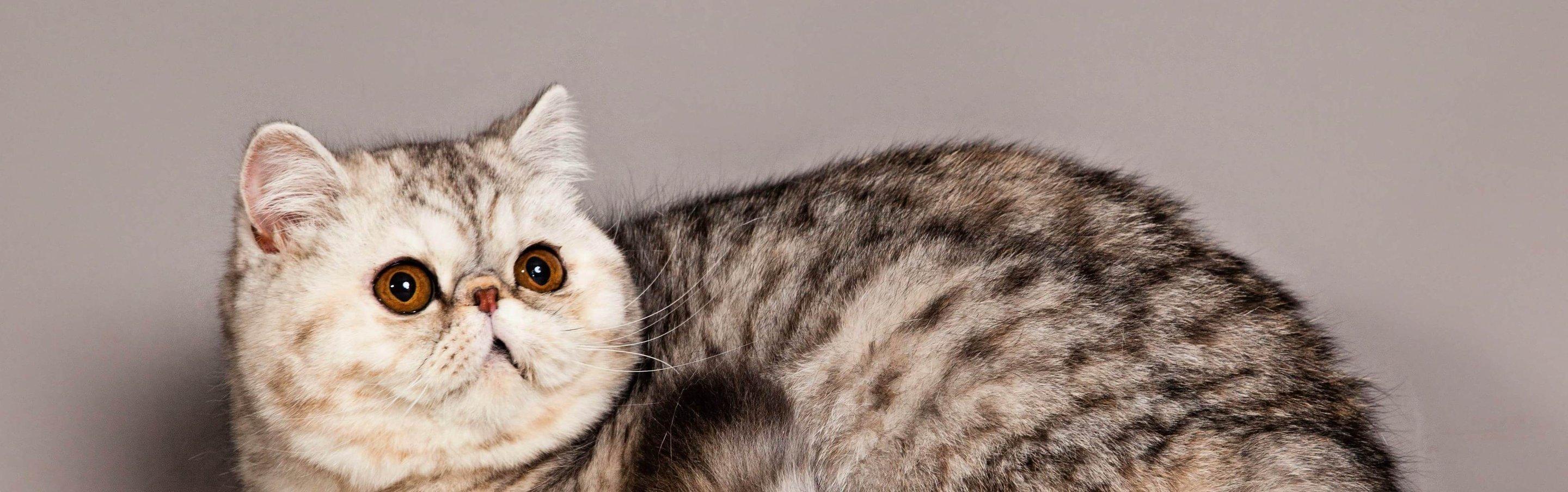 Whiskas brand imagery