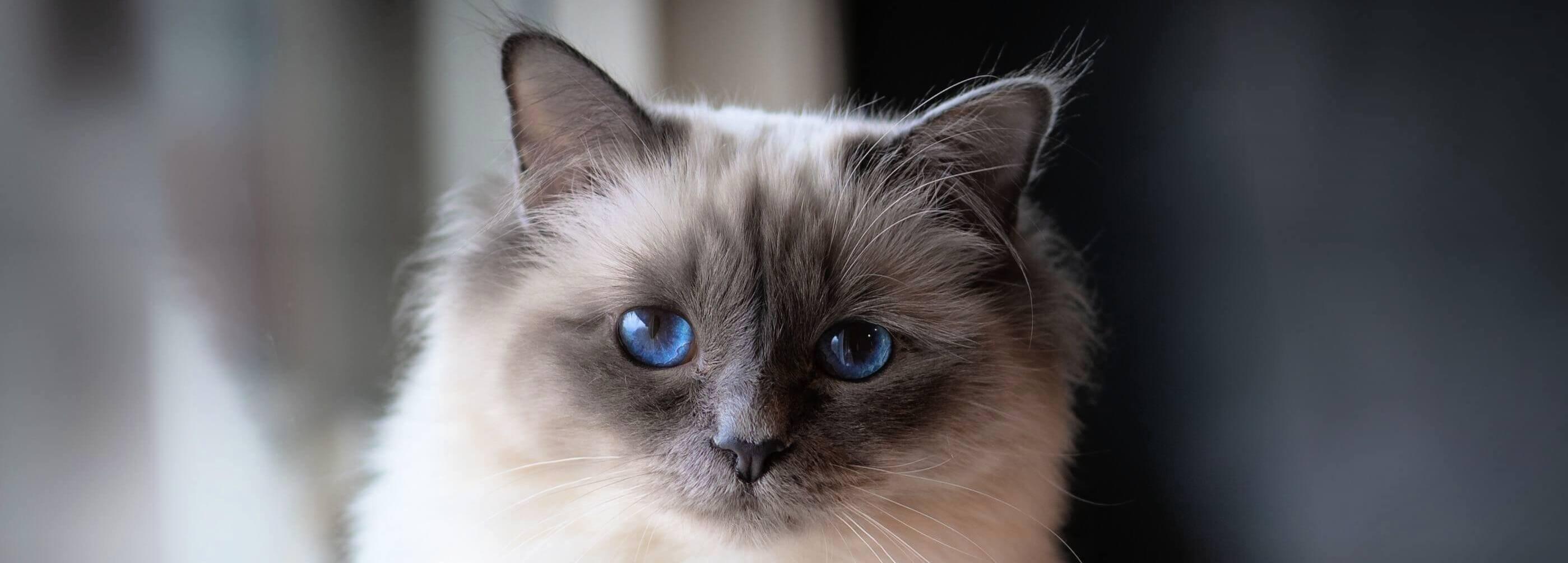 Whiskas brand imagery