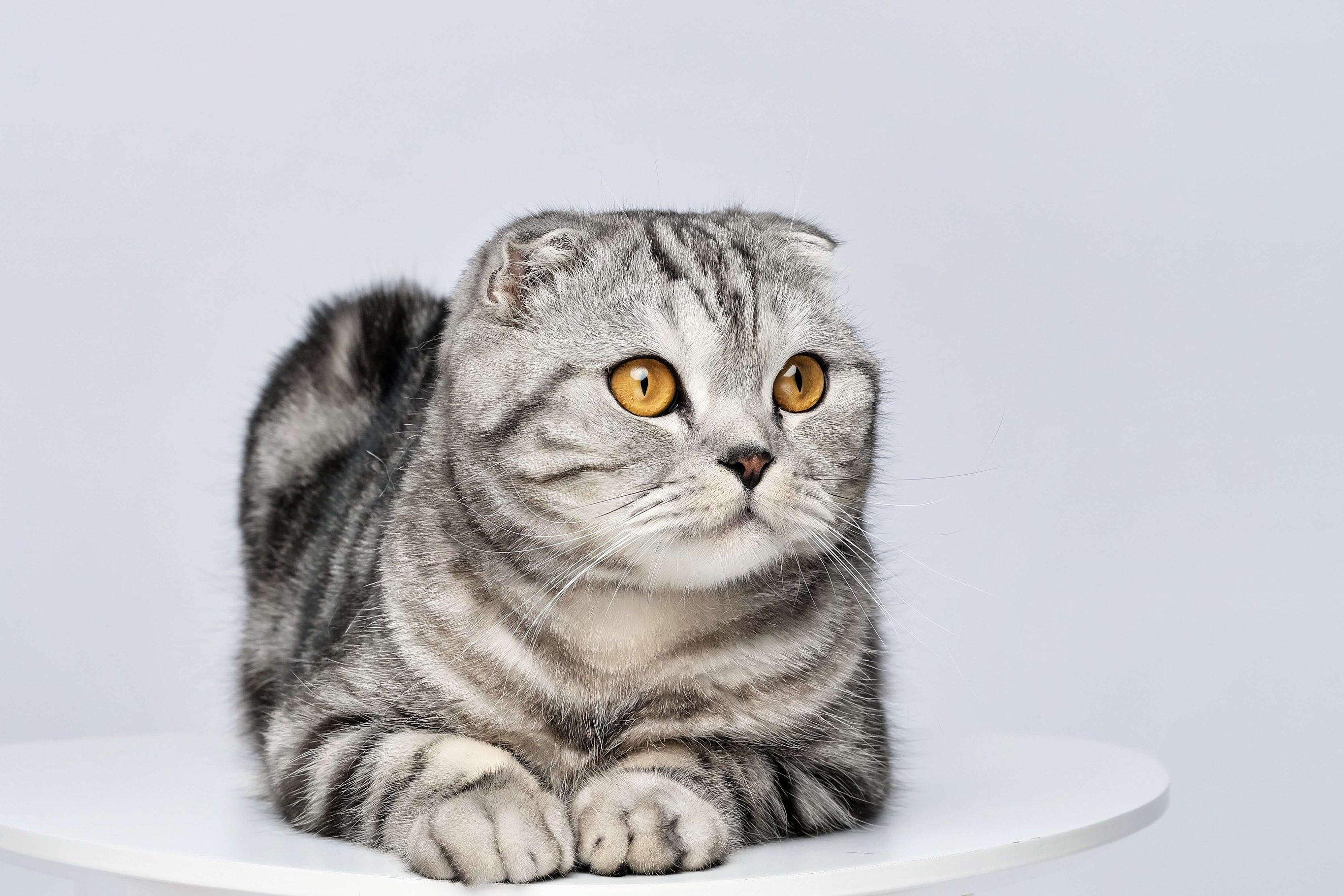 У кота текут слюни
