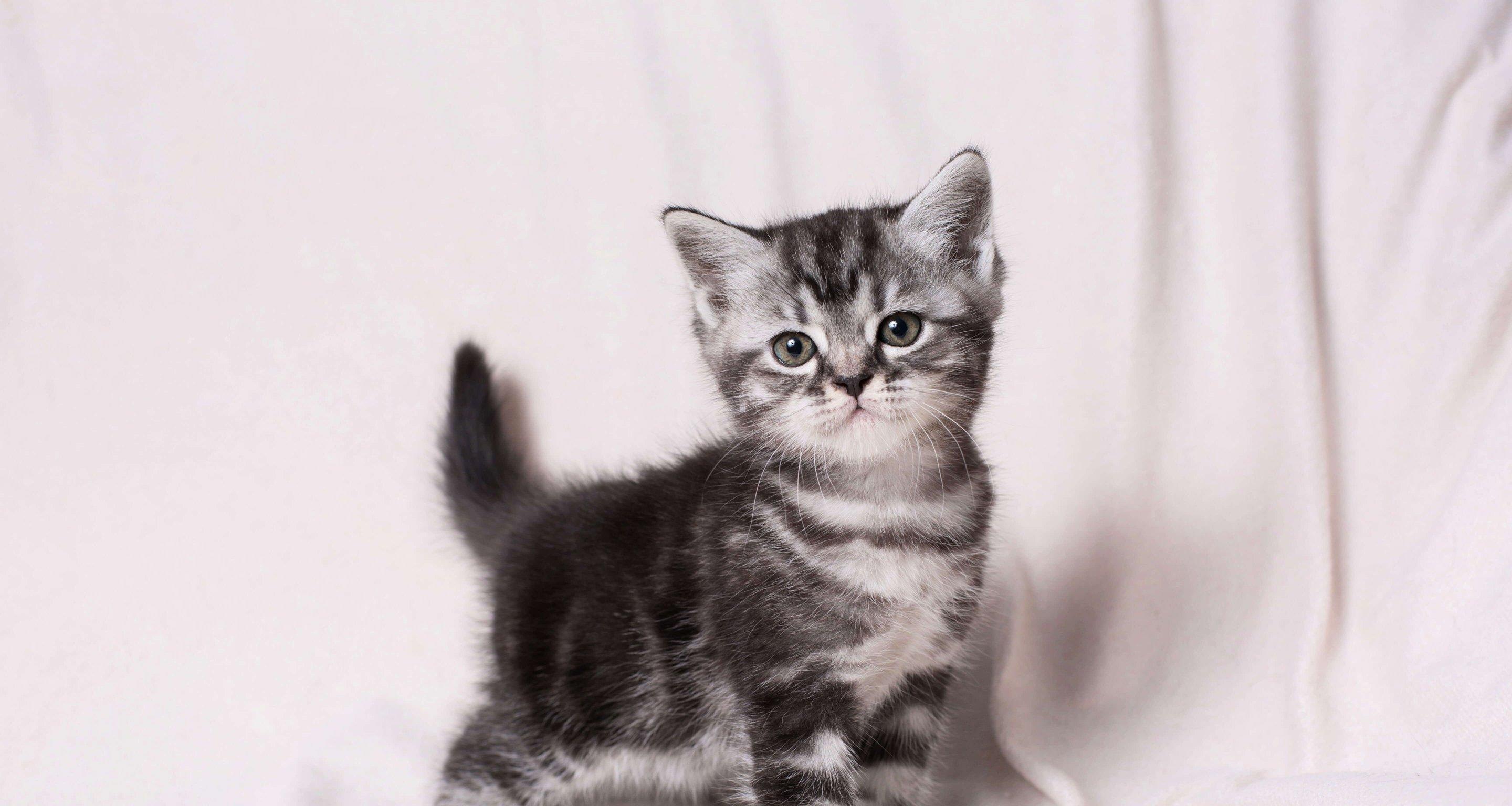 Whiskas brand imagery