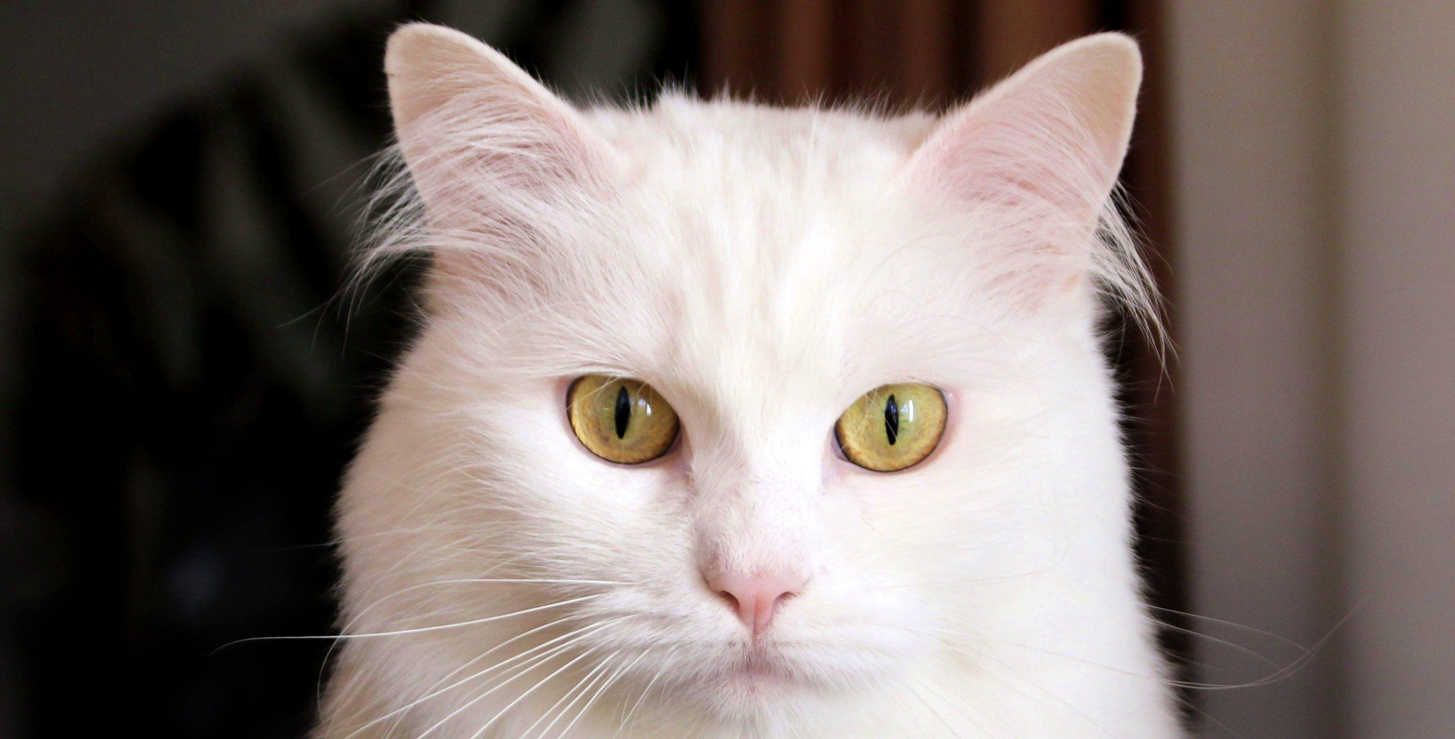 Whiskas brand imagery