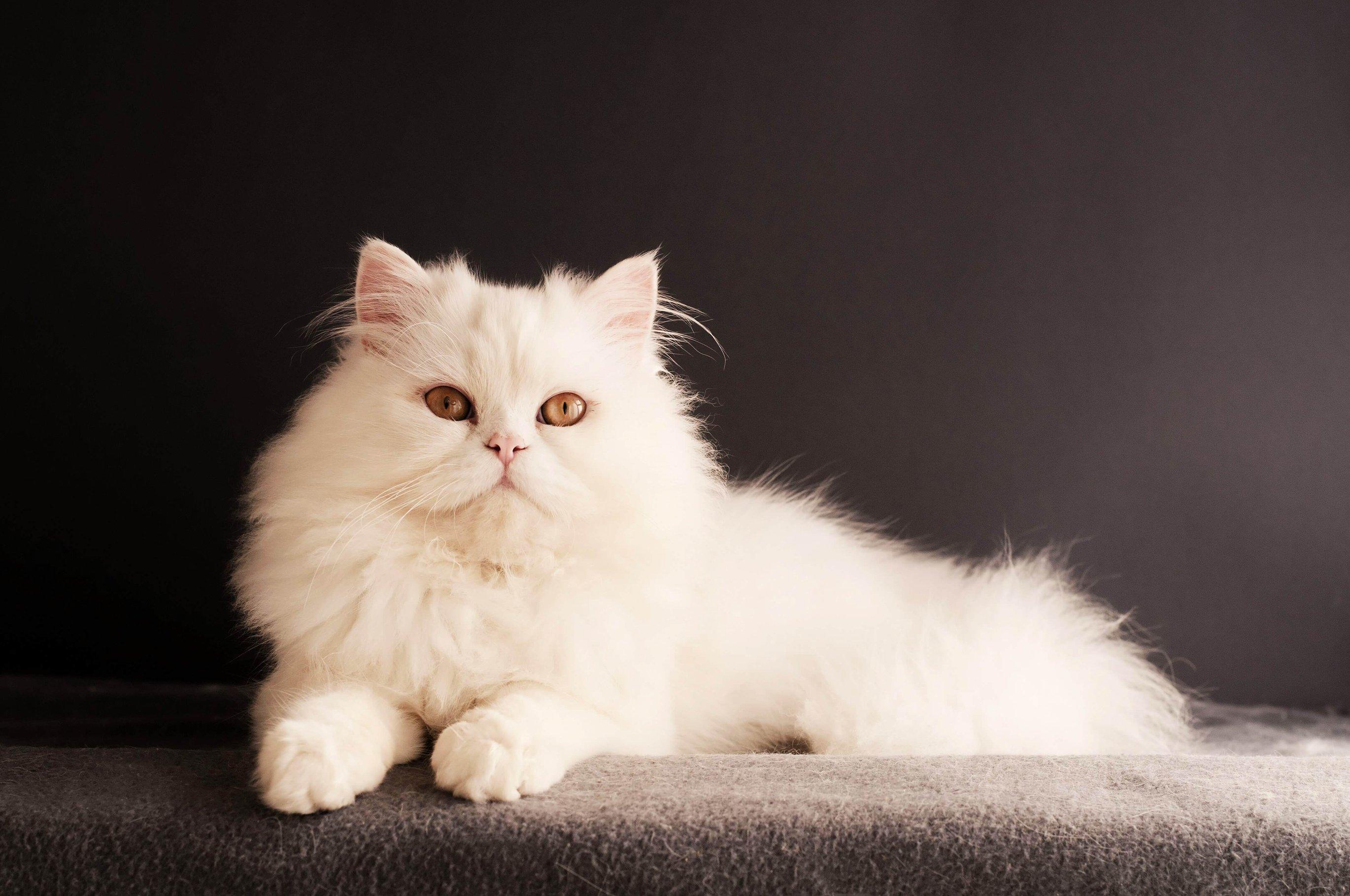 Персидская кошка