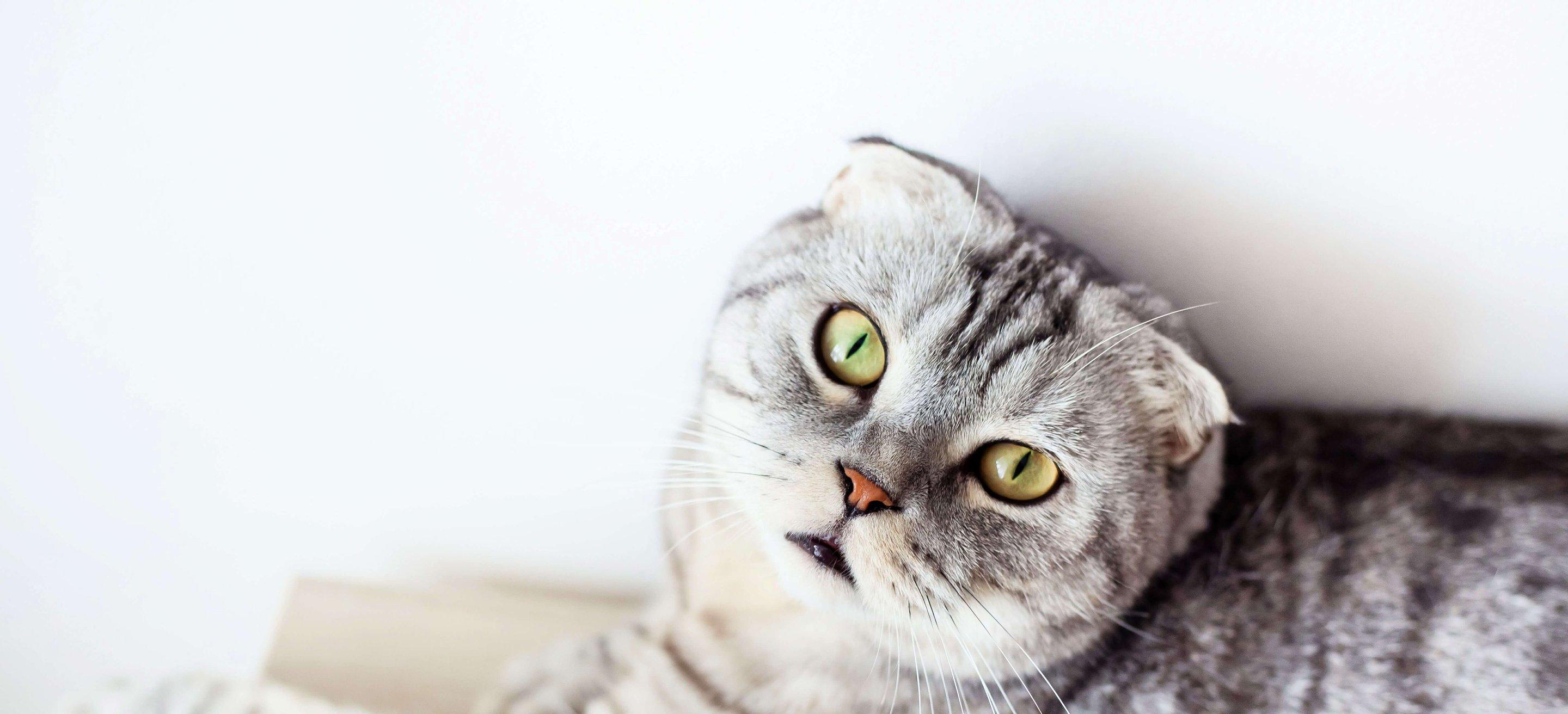 Whiskas brand imagery