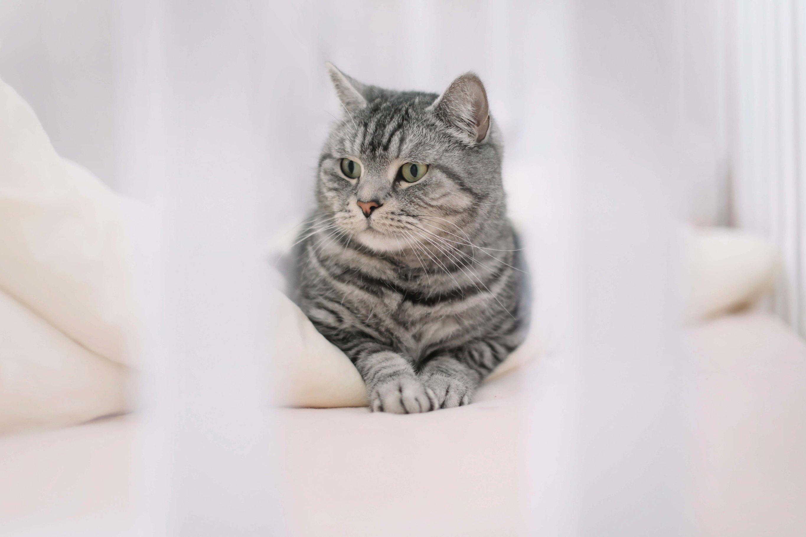 Отравление у кошек