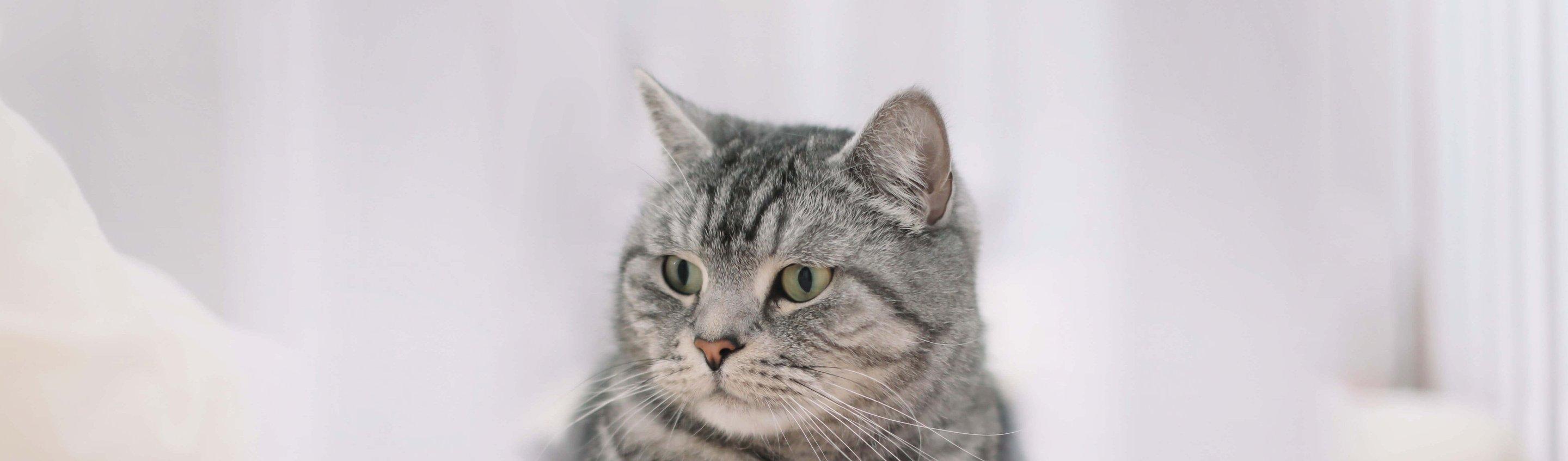 Whiskas brand imagery