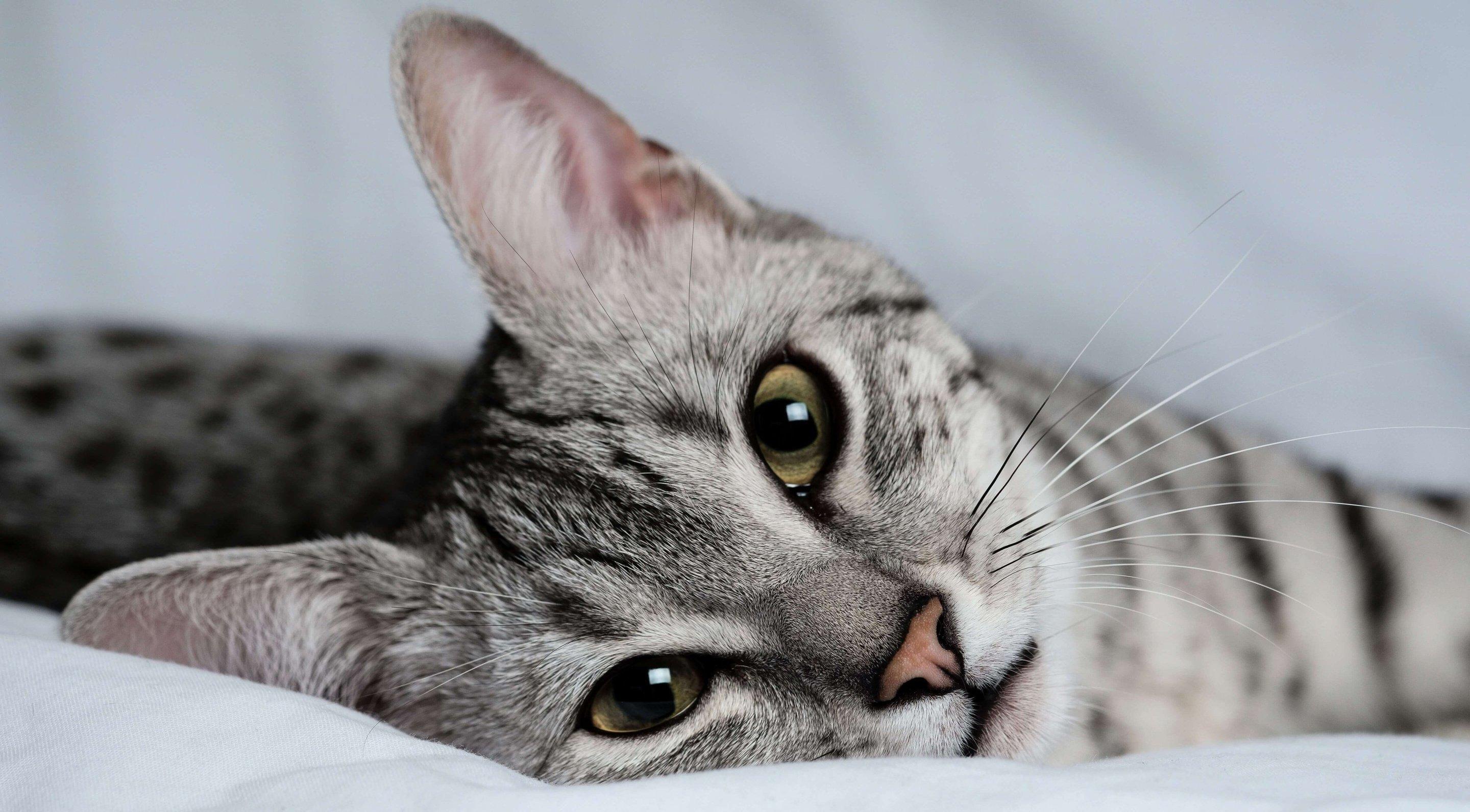 Whiskas brand imagery