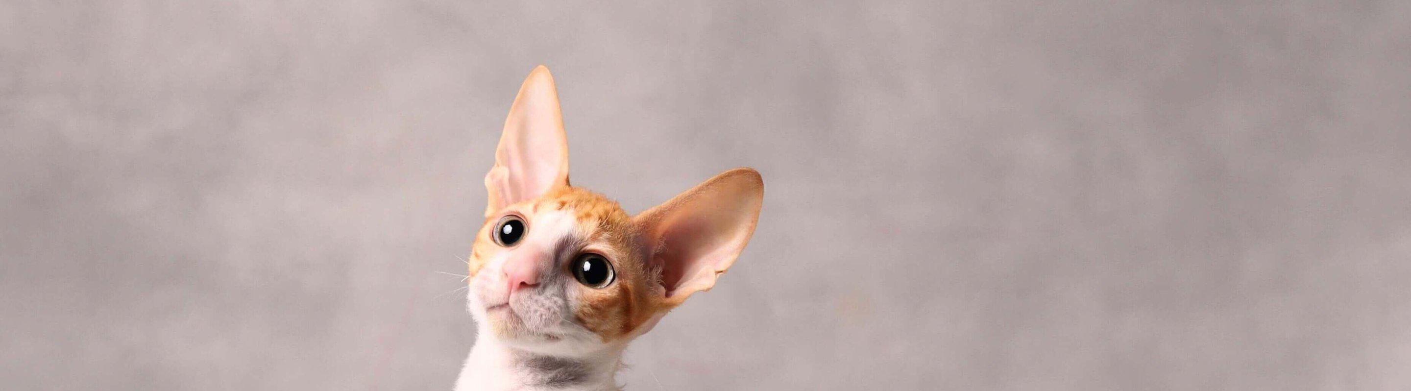 Whiskas brand imagery