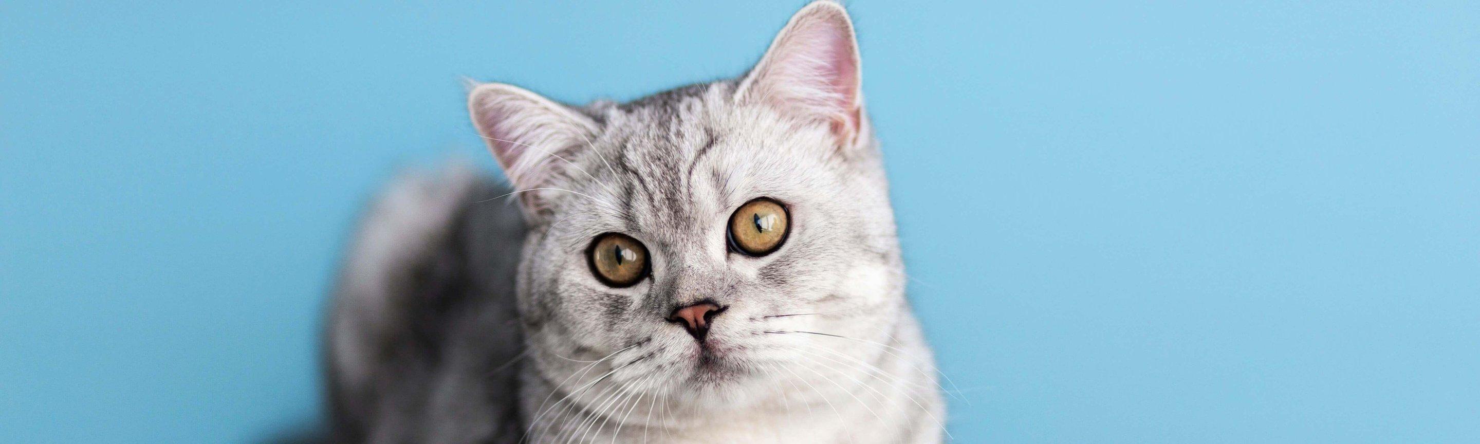 Whiskas brand imagery