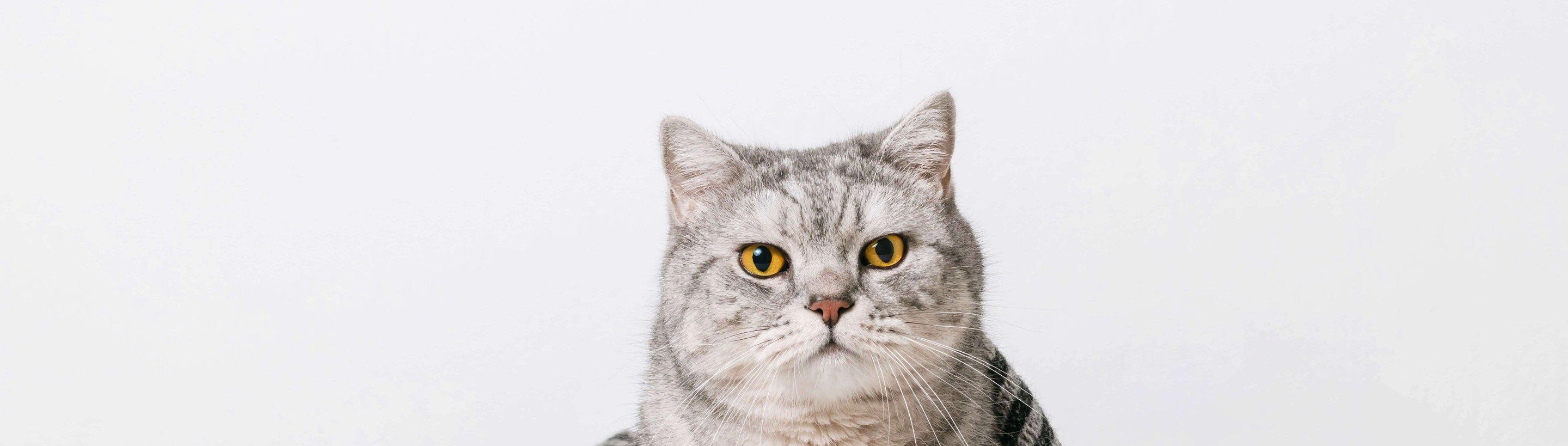 Whiskas brand imagery