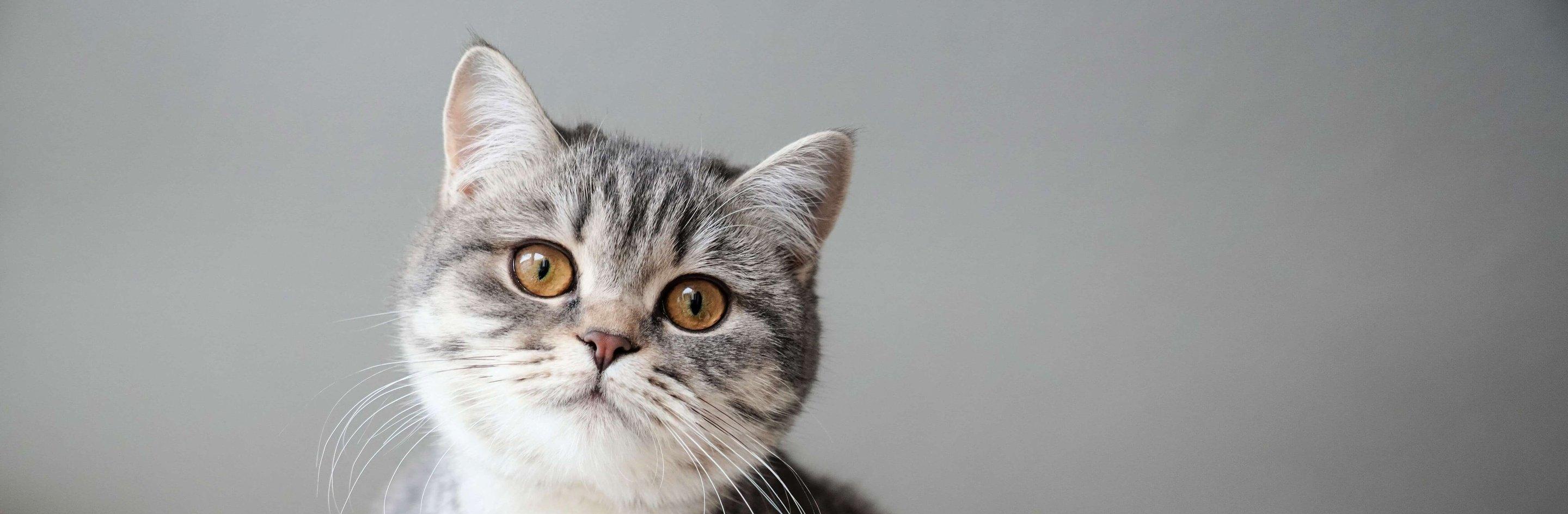 Whiskas brand imagery