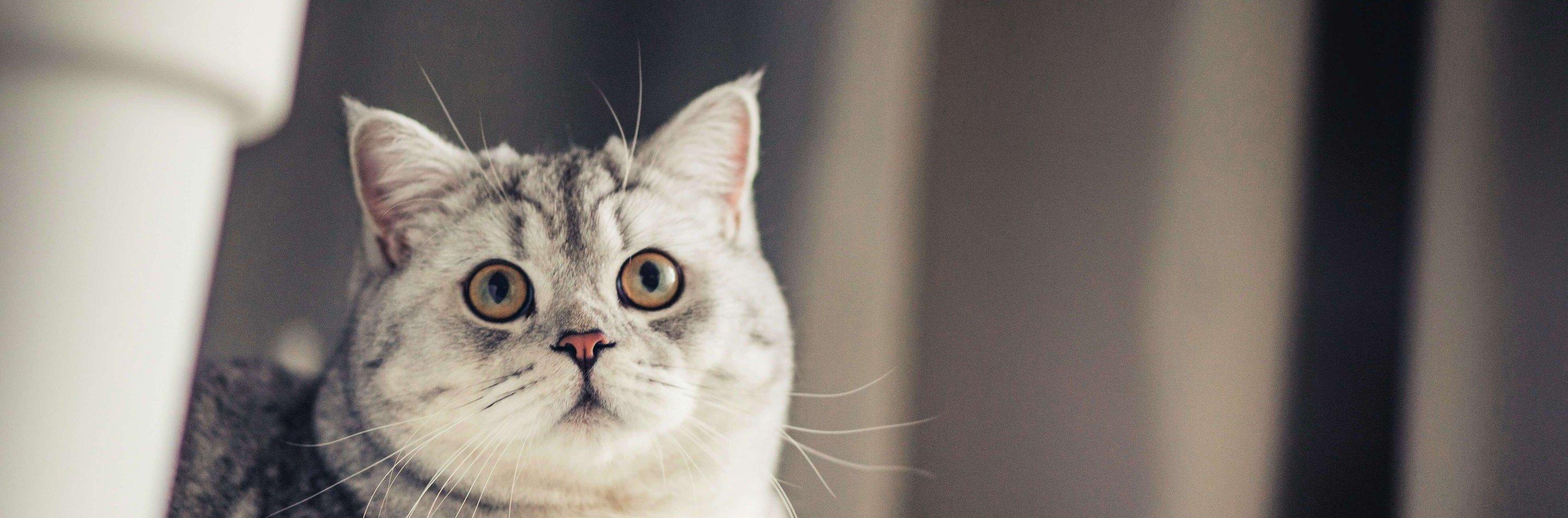 Whiskas brand imagery