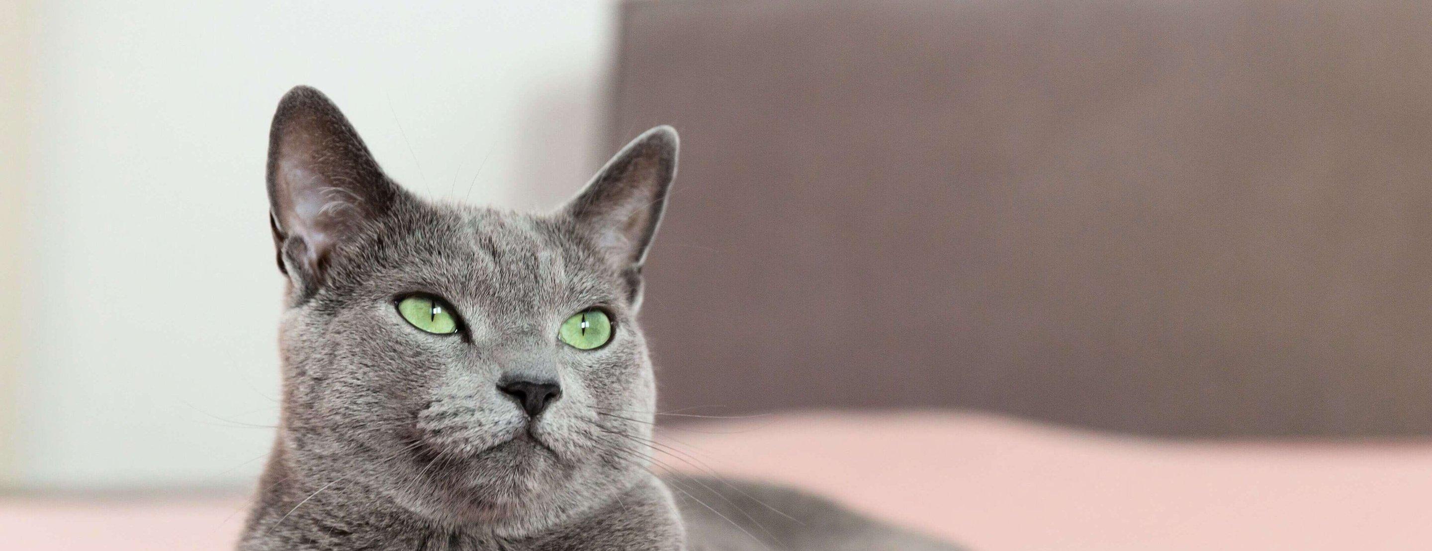 Whiskas brand imagery