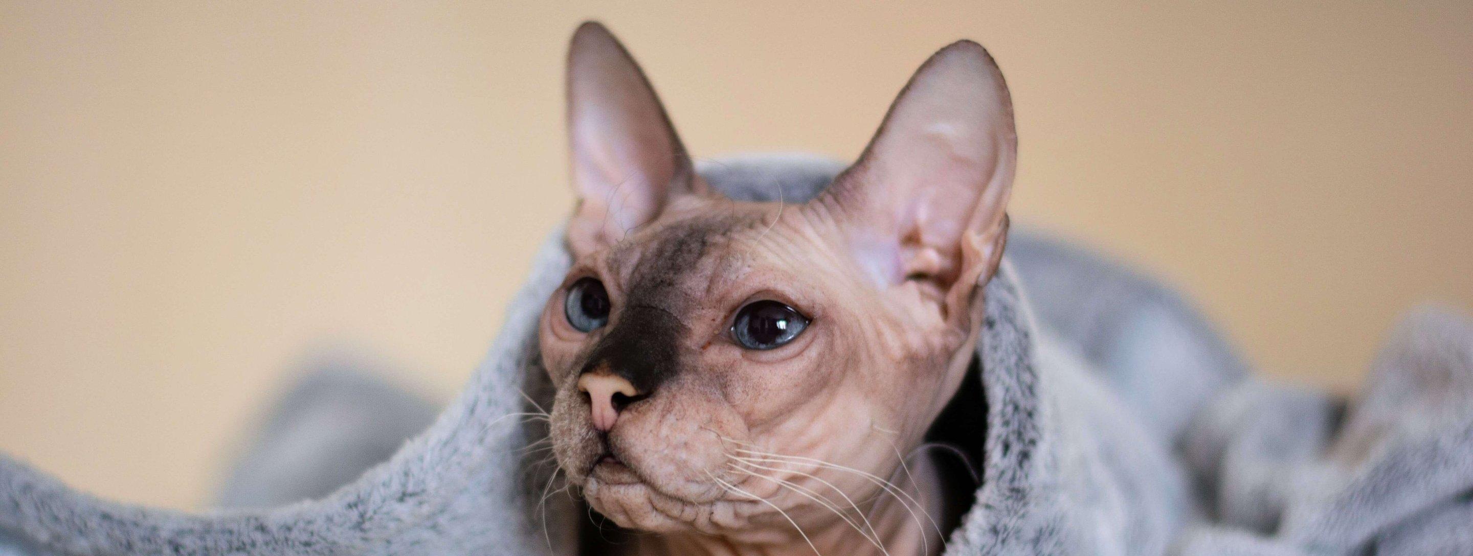 Whiskas brand imagery