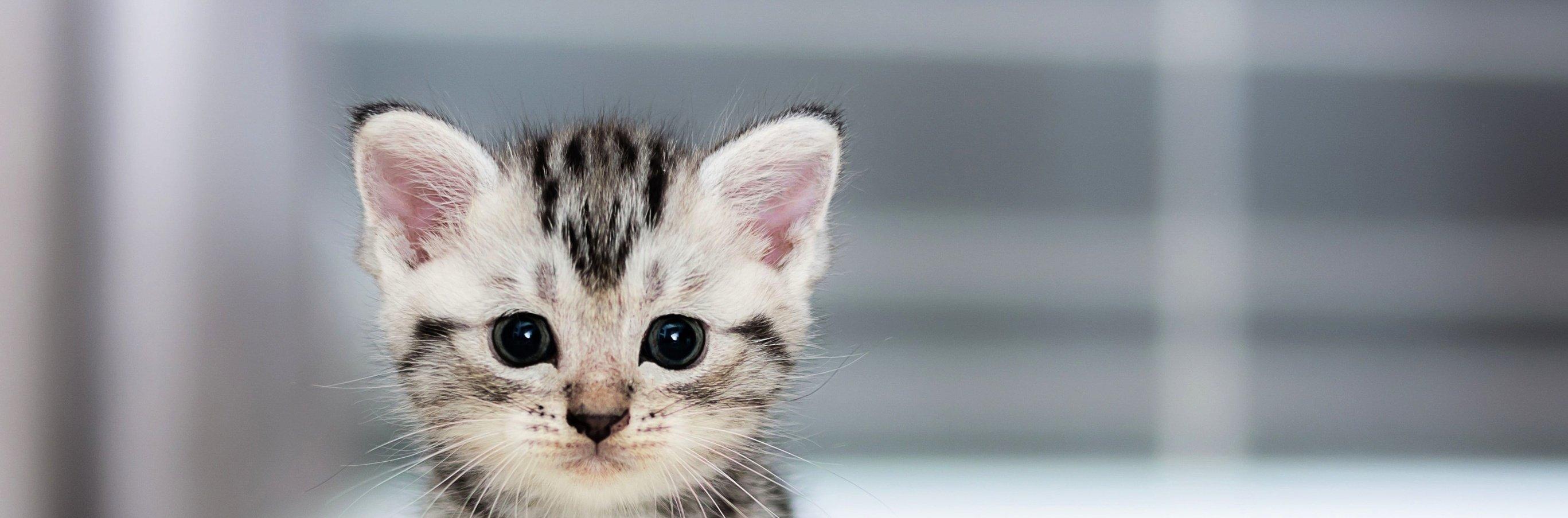 Whiskas brand imagery