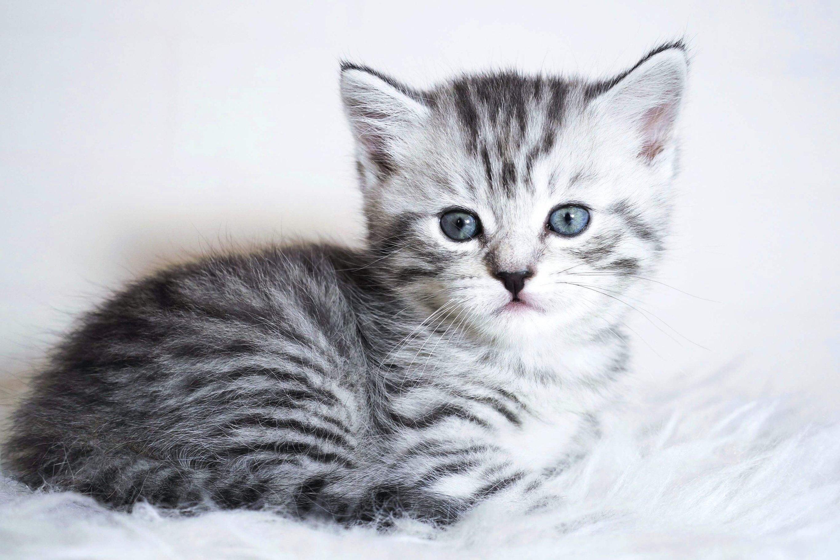 Как кормить котенка?