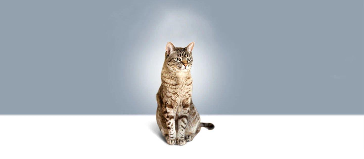 Whiskas brand imagery