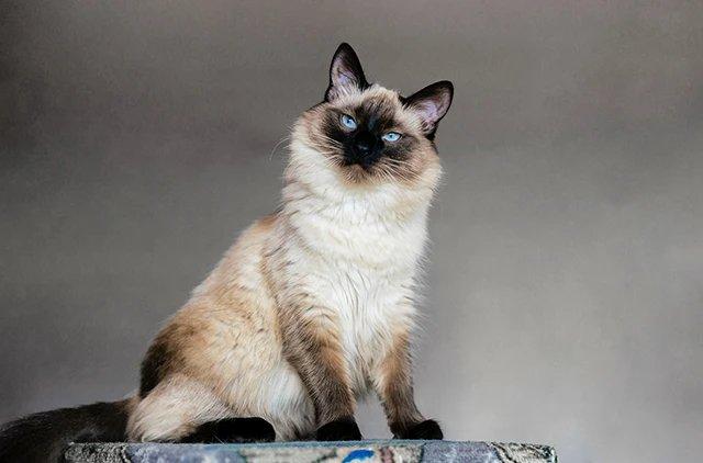 Балинезийская кошка