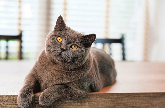Британская короткошерстная