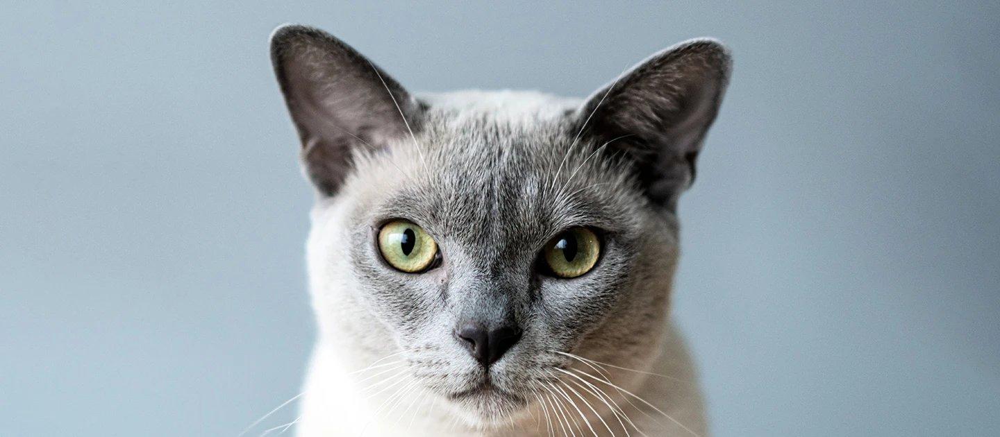 Whiskas brand imagery