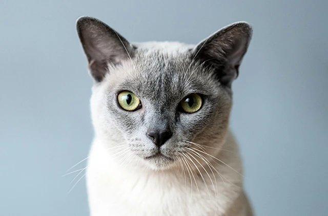 Бурманская кошка
