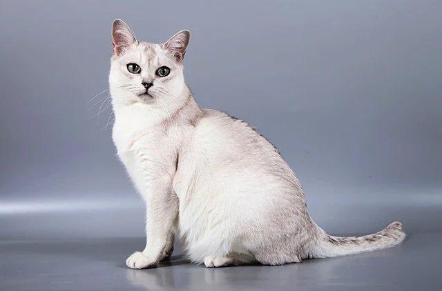 Бурмилла