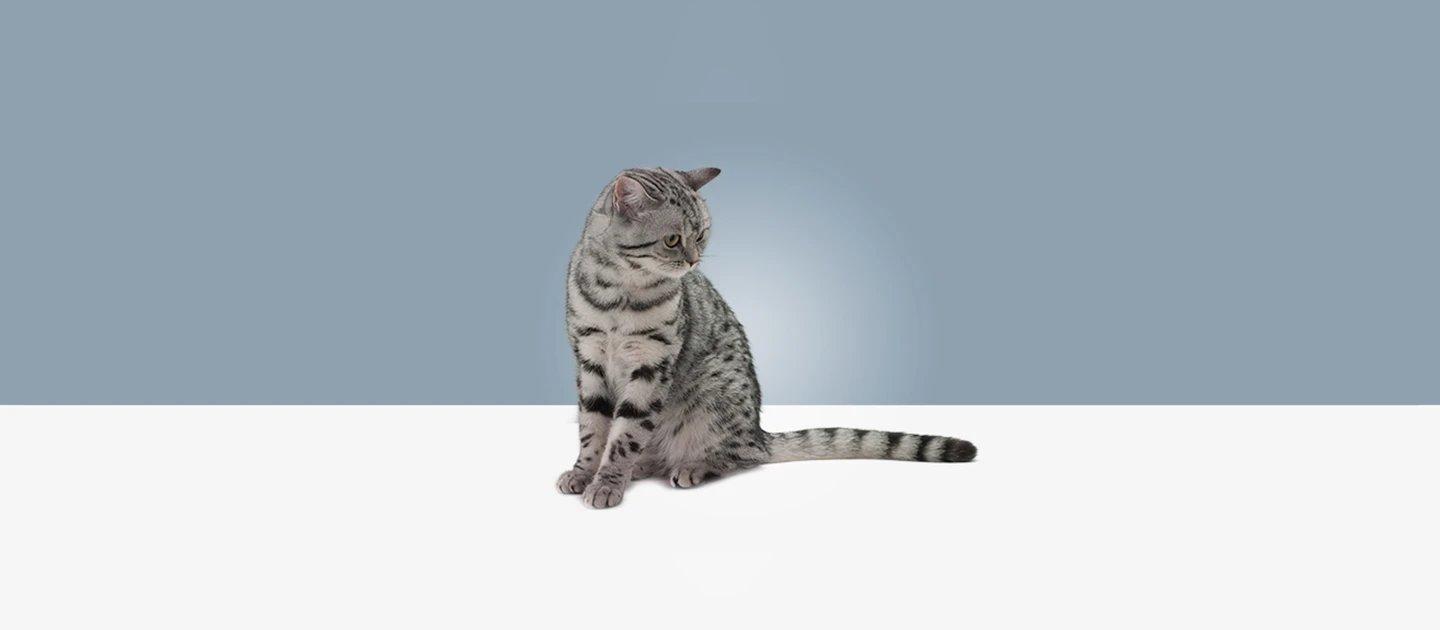 Whiskas brand imagery