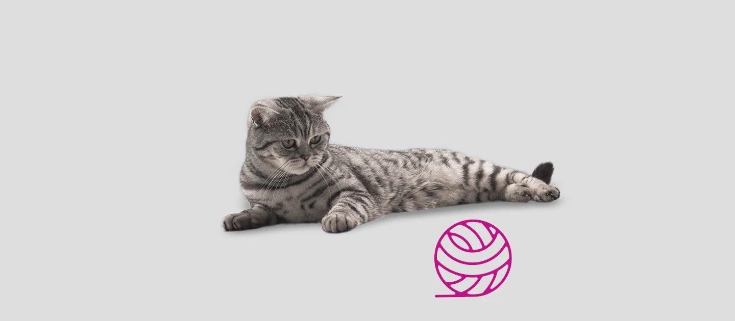 Whiskas brand imagery